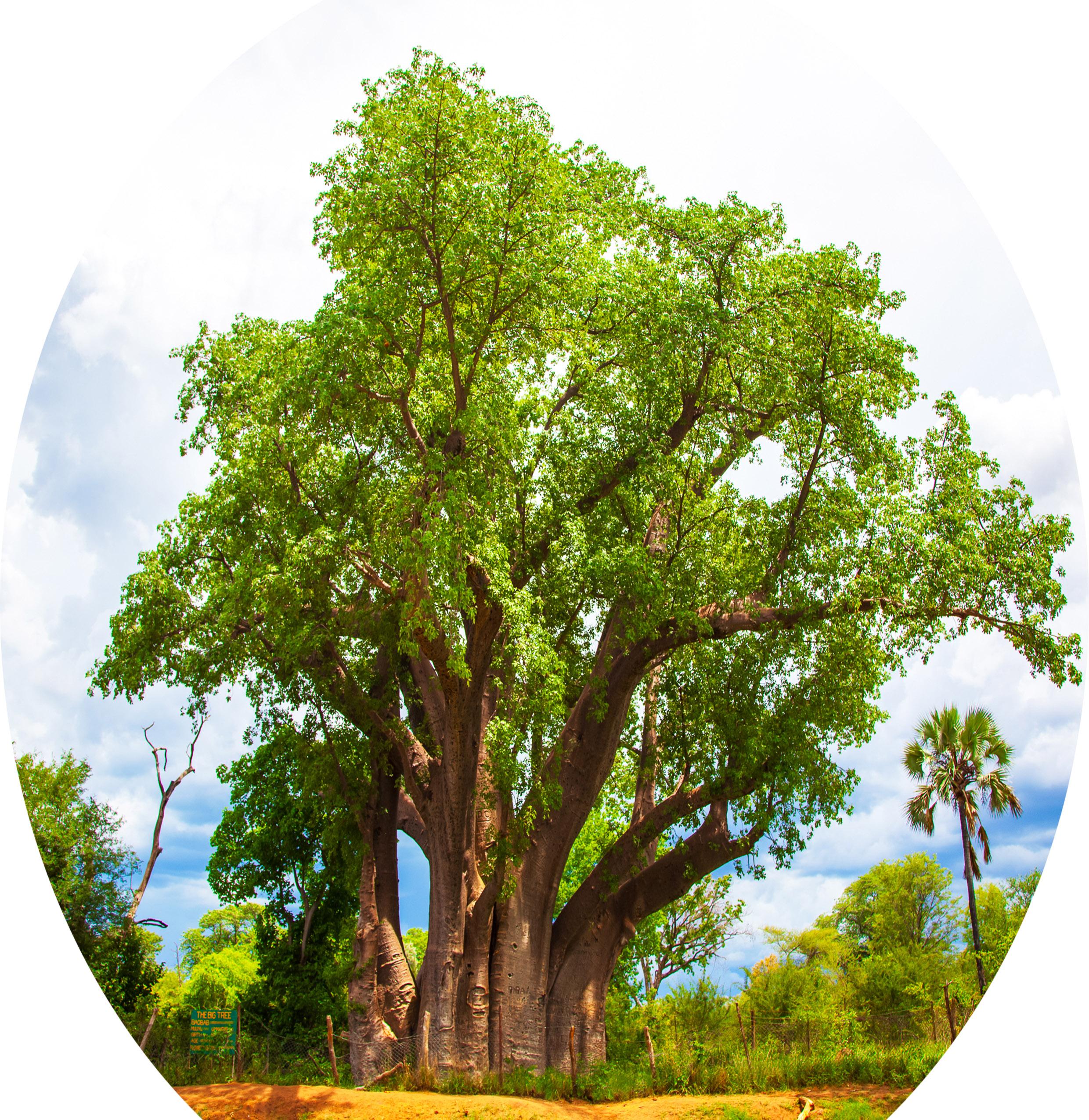 Adansonia Digitata-Baobab